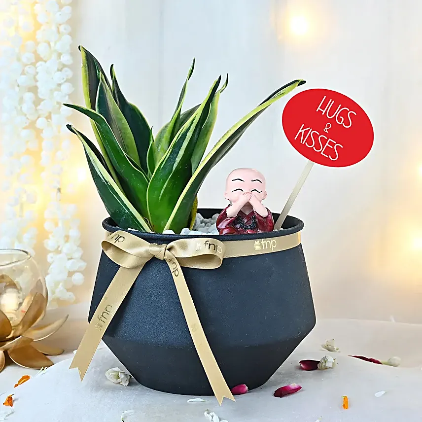 Heartsong Sansevieria Harmony