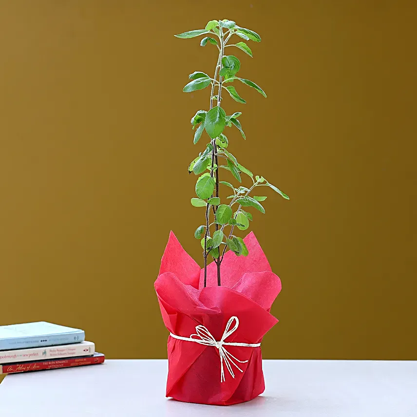 Potted green leaf tulsi plant