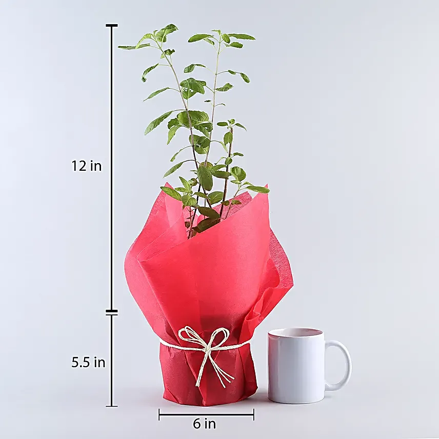 Potted green leaf tulsi plant
