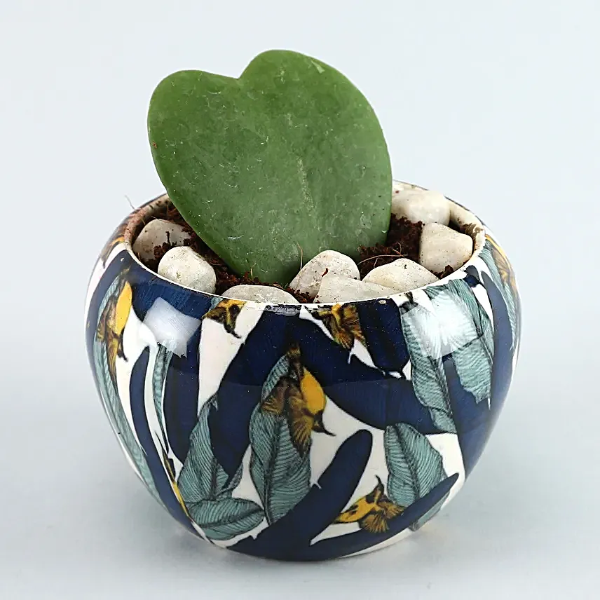 Hoya Plant Blue N White Metal Pot