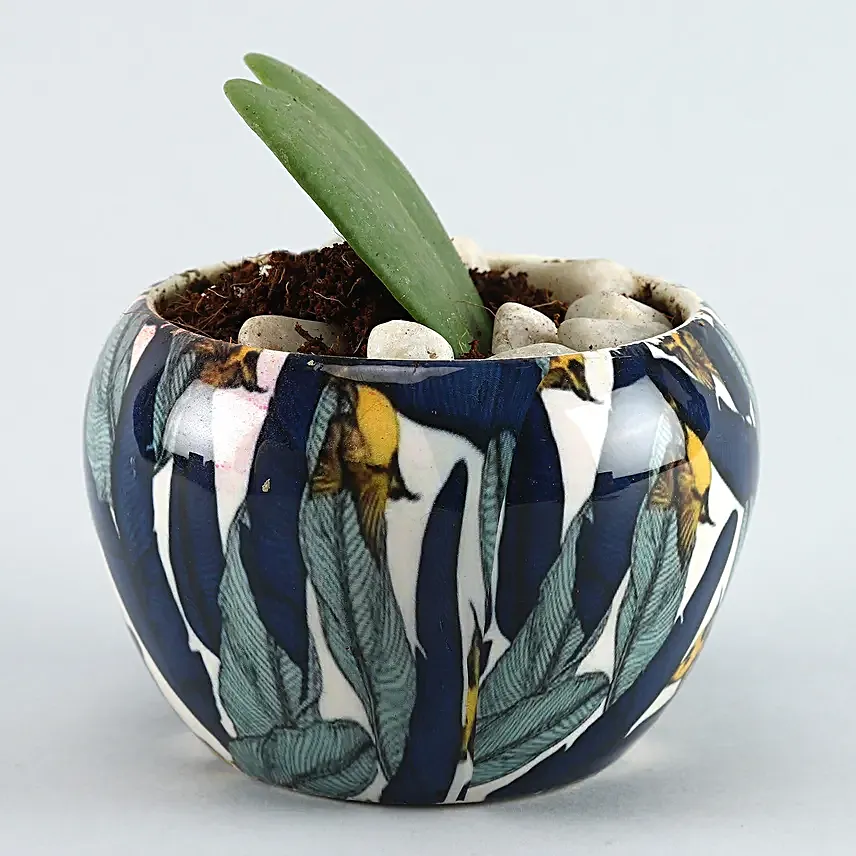 Hoya Plant Blue N White Metal Pot