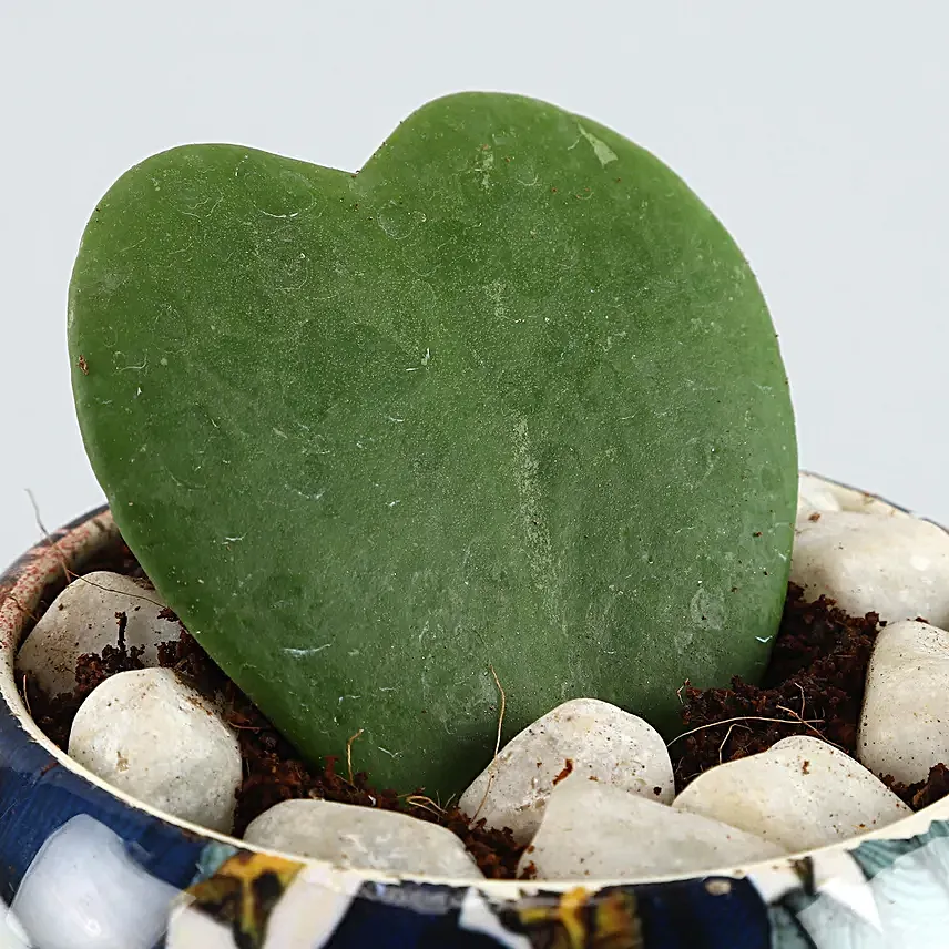 Hoya Plant Blue N White Metal Pot