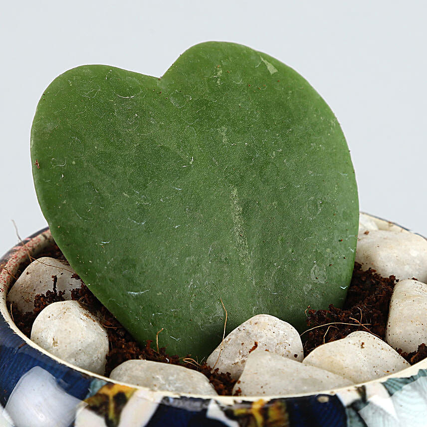 Hoya Plant Blue N White Metal Pot