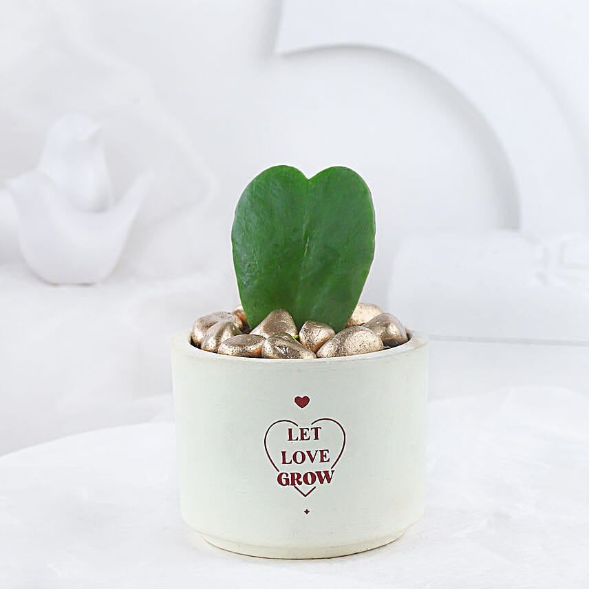 Hoya Plant In Let Love Grow Pot