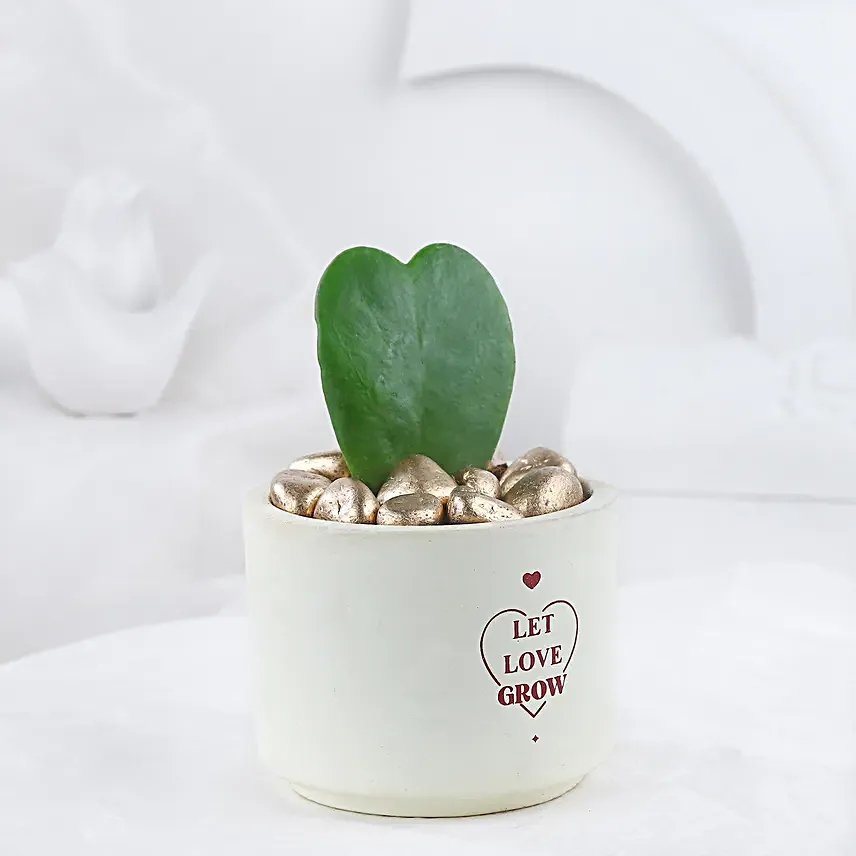 Hoya Plant In Let Love Grow Pot