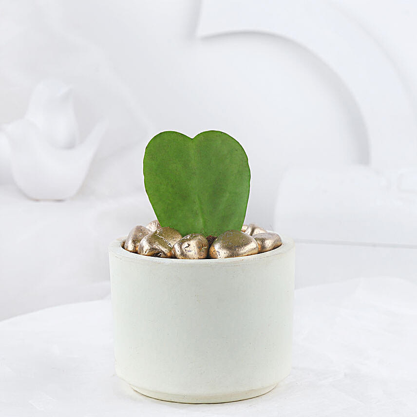 Hoya Plant In Let Love Grow Pot