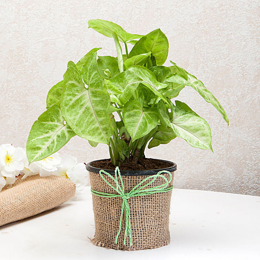 Syngonium plant in a round plastic vase