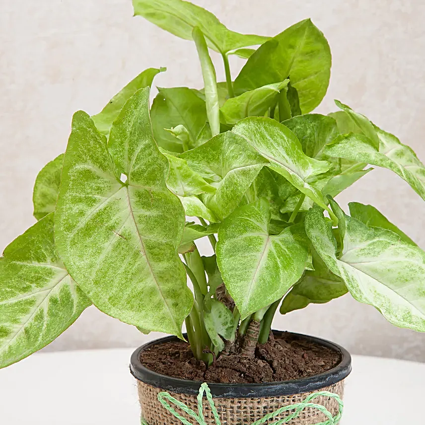 Syngonium plant in a round plastic vase