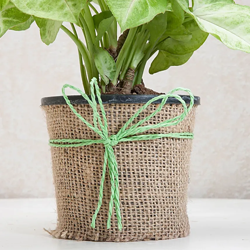 Syngonium plant in a round plastic vase