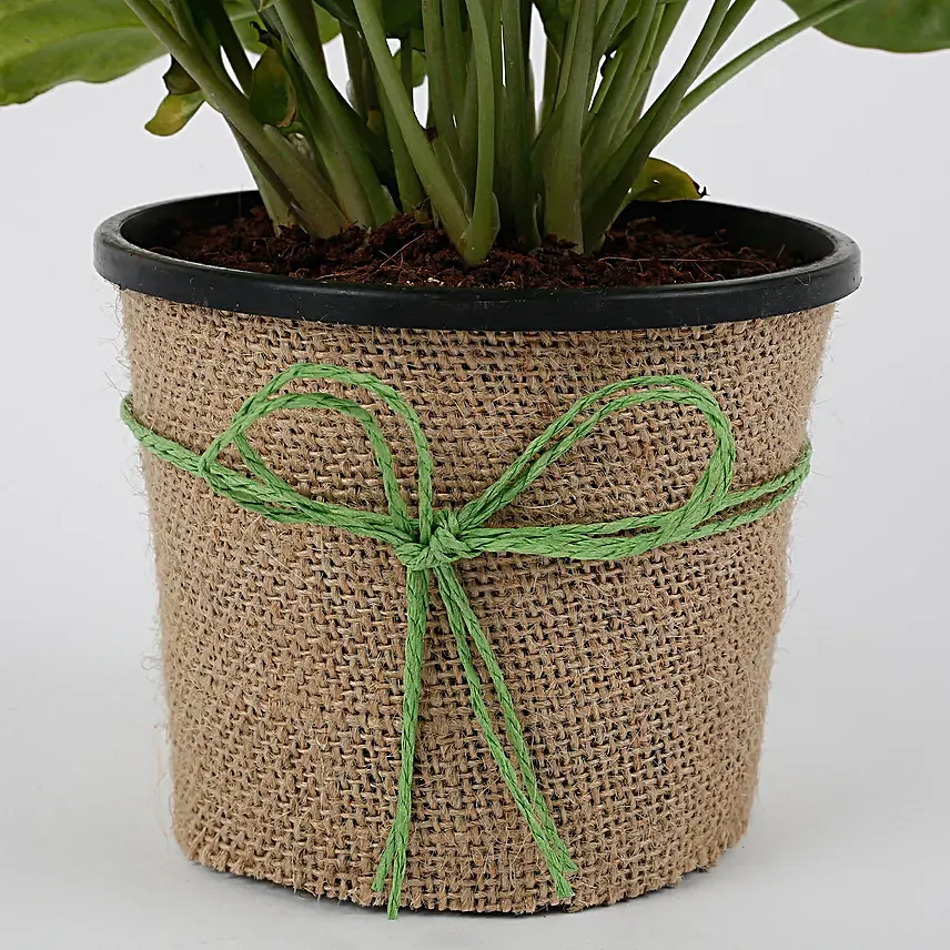 Syngonium plant in a round plastic vase