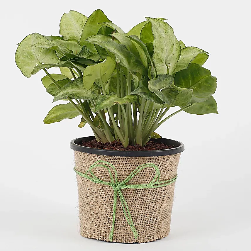 Syngonium plant in a round plastic vase