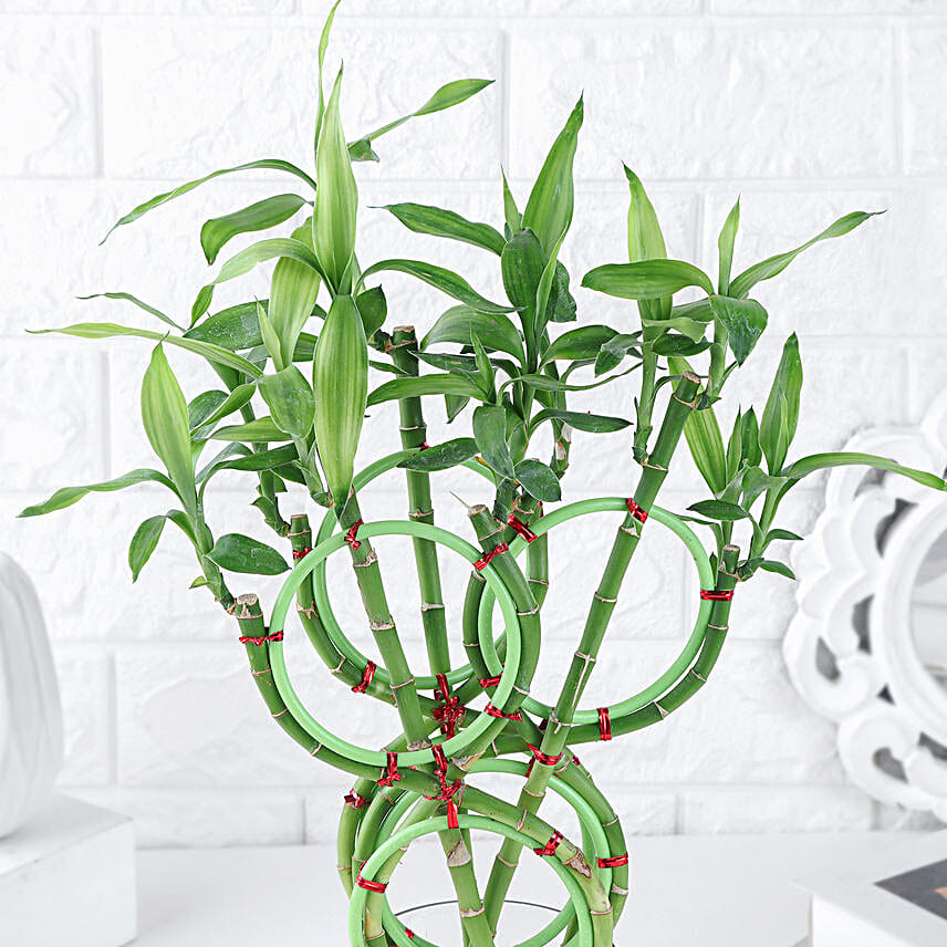 Infinite Blessings Bamboo Gift