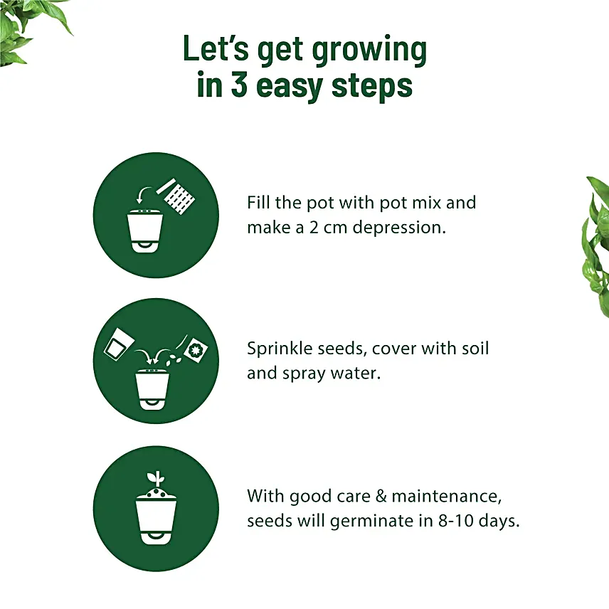 Italian Basil DIY Grow Kit