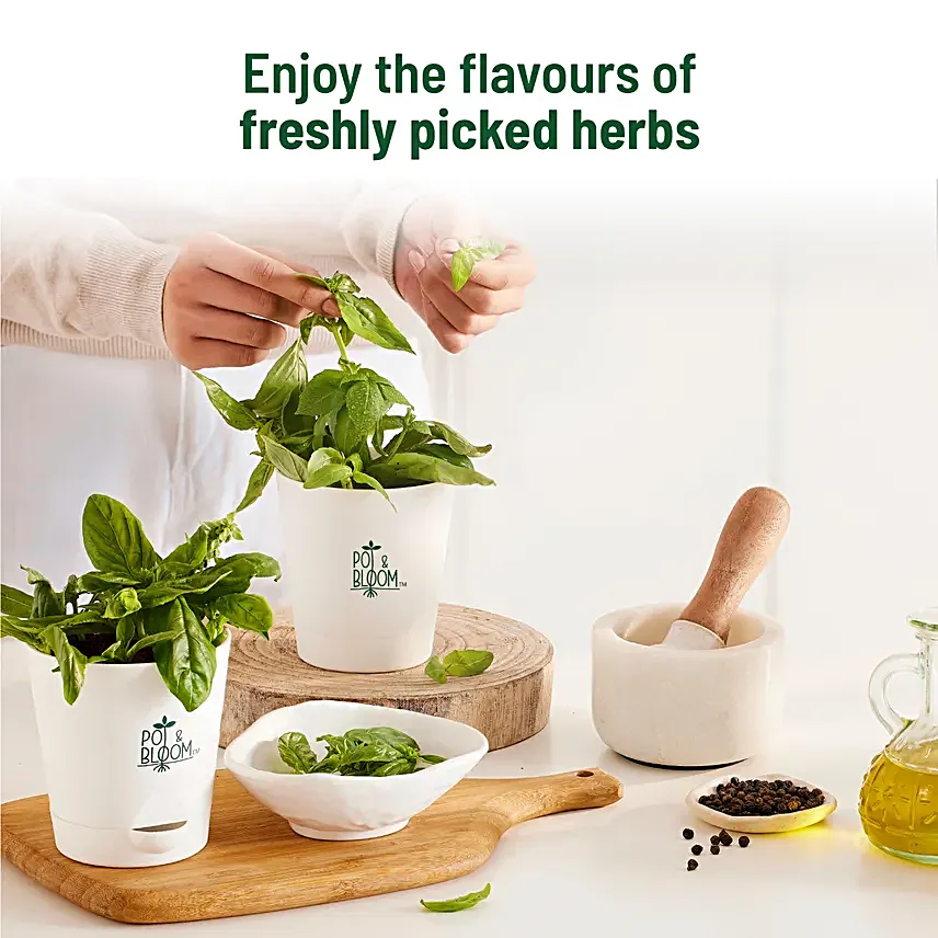 Italian Basil DIY Grow Kit