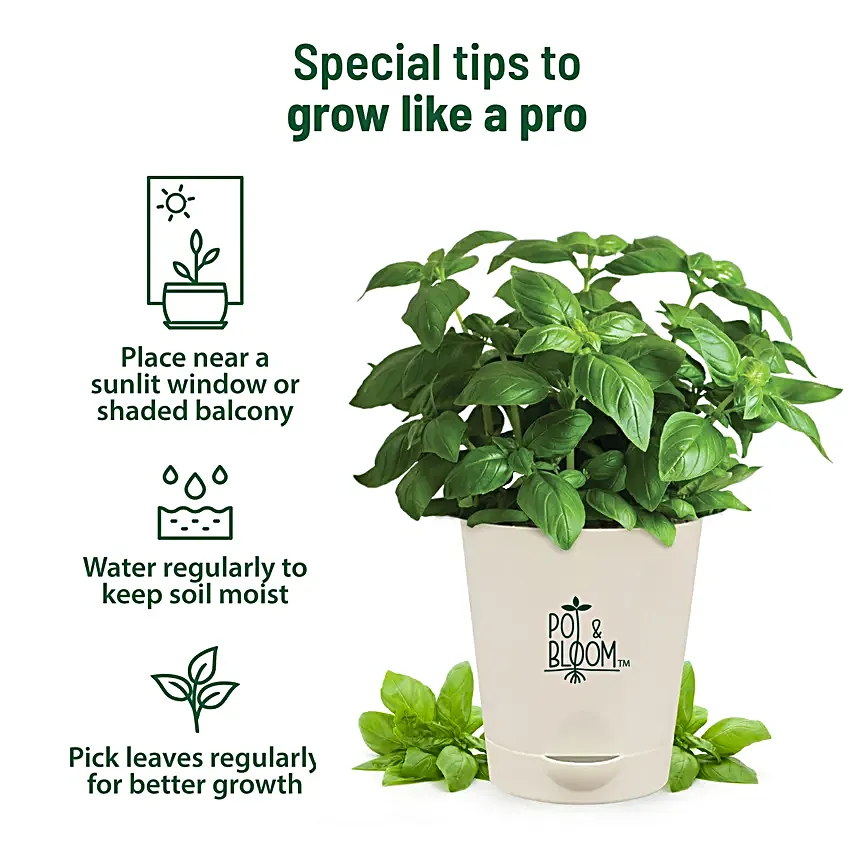 Italian Basil DIY Grow Kit