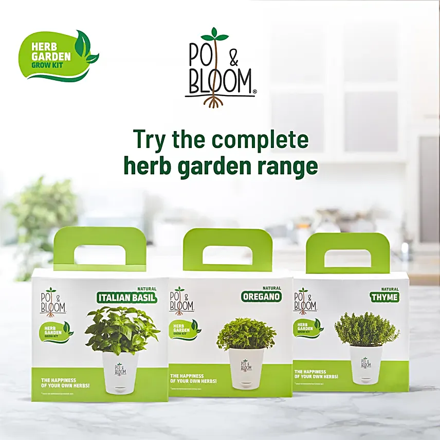 Italian Basil DIY Grow Kit