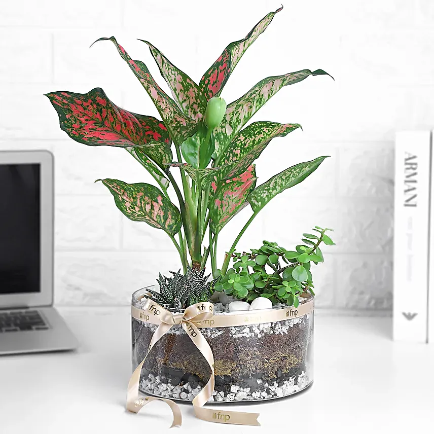 Jade Aglaonema N Haworthia Trio