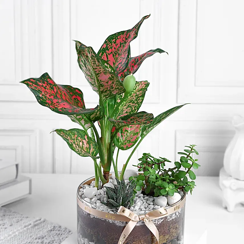 Jade Aglaonema N Haworthia Trio