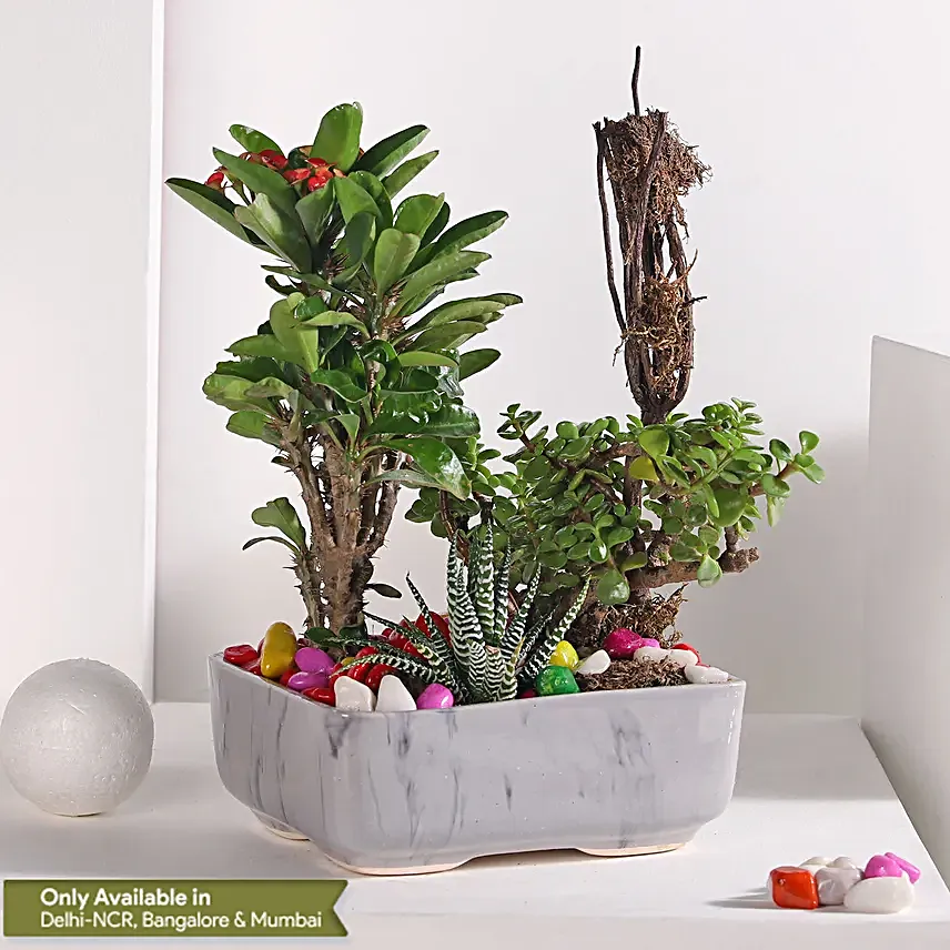 Jade and Haworthia Harmony