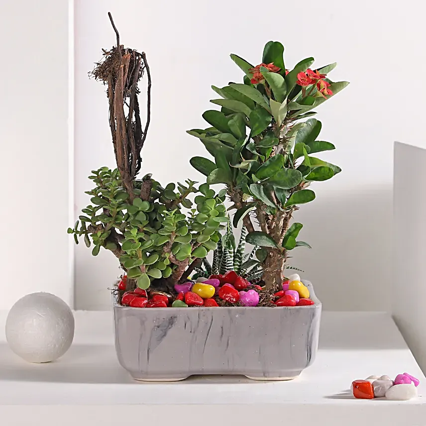 Jade and Haworthia Harmony