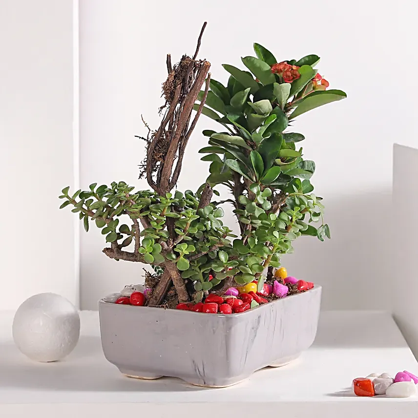 Jade and Haworthia Harmony