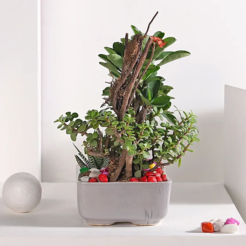 Jade and Haworthia Harmony