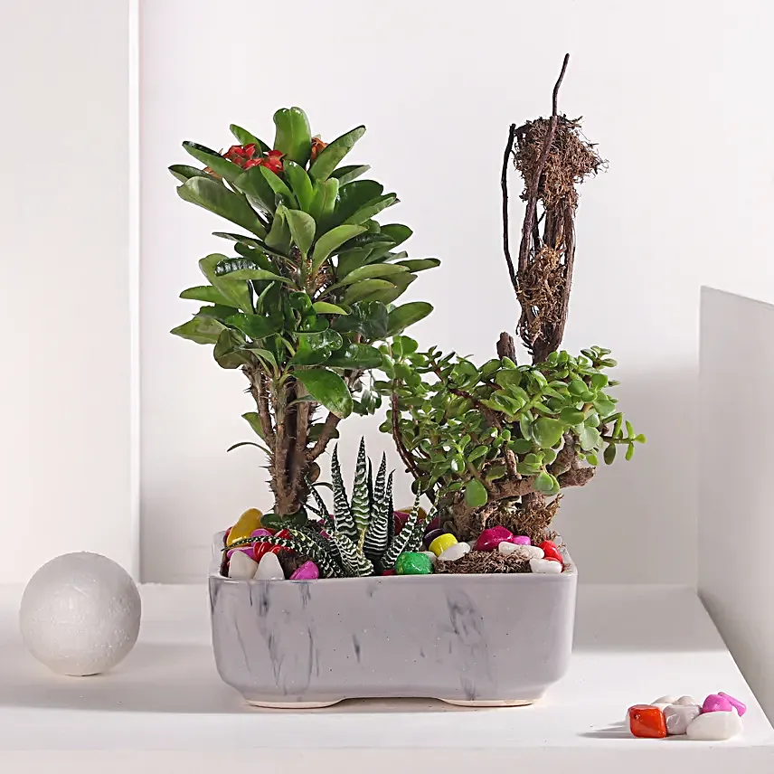 Jade and Haworthia Harmony