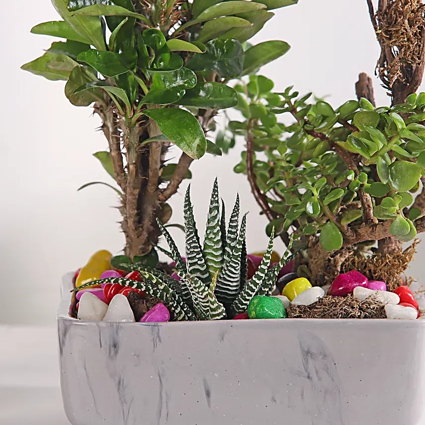 Jade and Haworthia Harmony