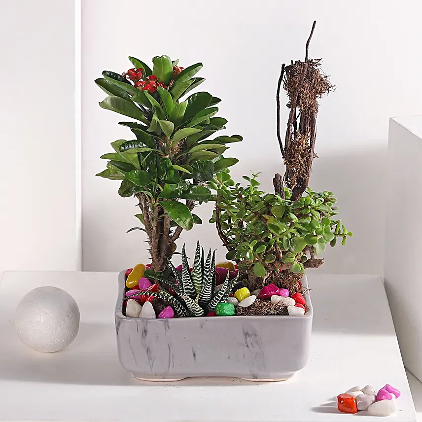 Jade and Haworthia Harmony