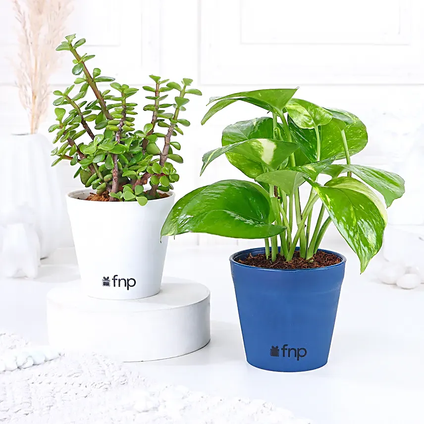Jade Money Plant Set
