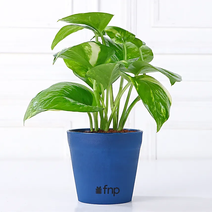 Jade Money Plant Set