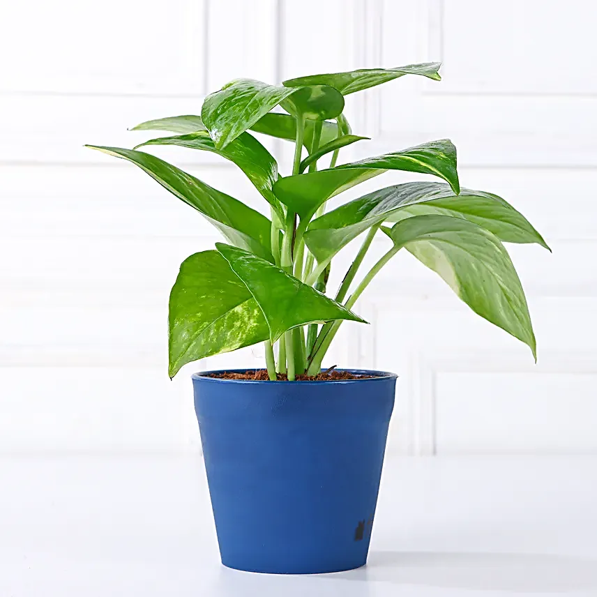 Jade Money Plant Set
