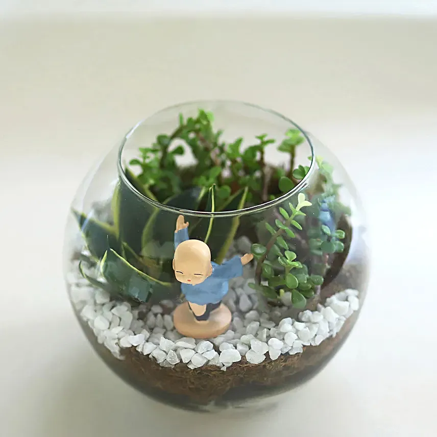 Jade N Milt Sansevieria Plant Glass Vase Terrarium