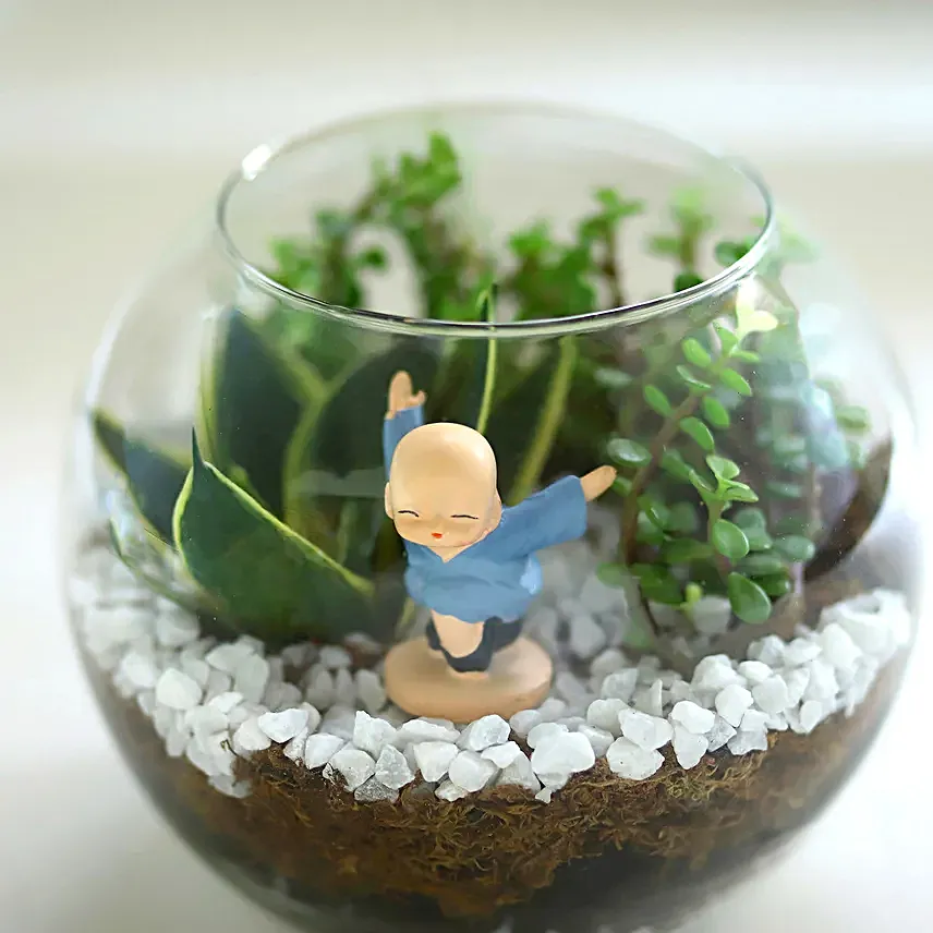 Jade N Milt Sansevieria Plant Glass Vase Terrarium