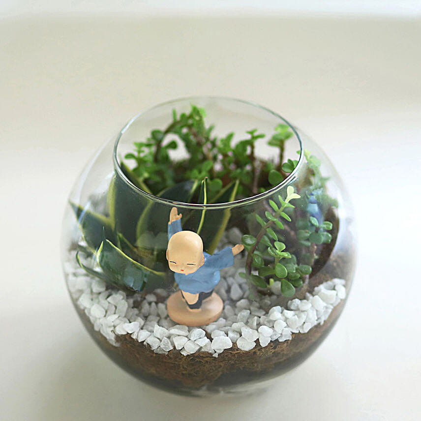 Jade N Milt Sansevieria Plant Glass Vase Terrariums