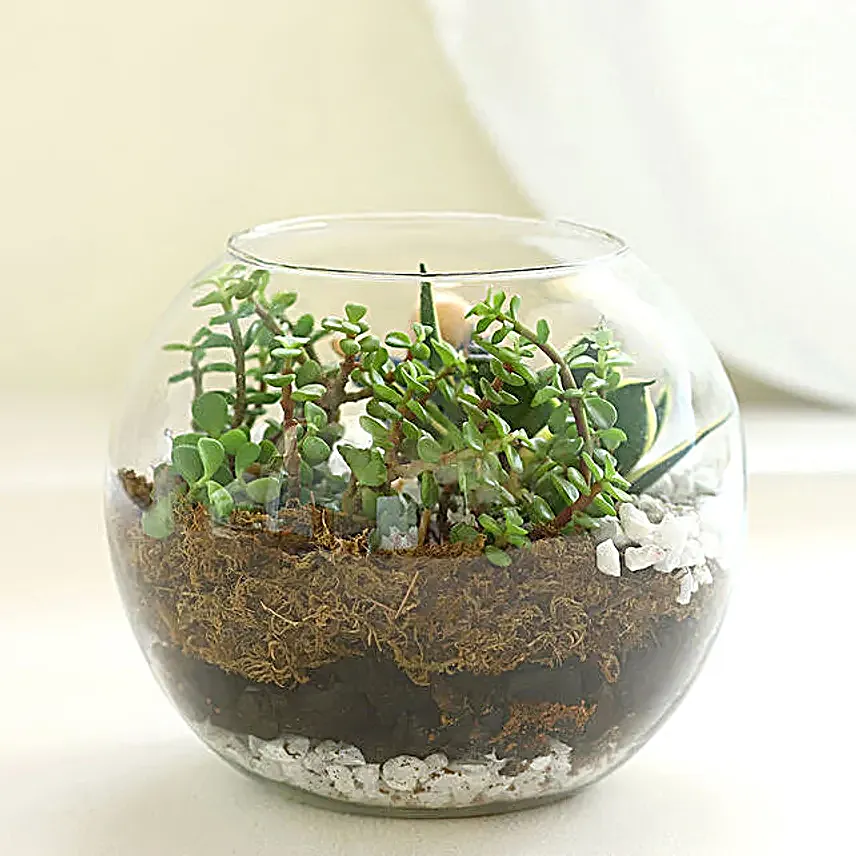 Jade N Milt Sansevieria Plant Set Vase Terrarium