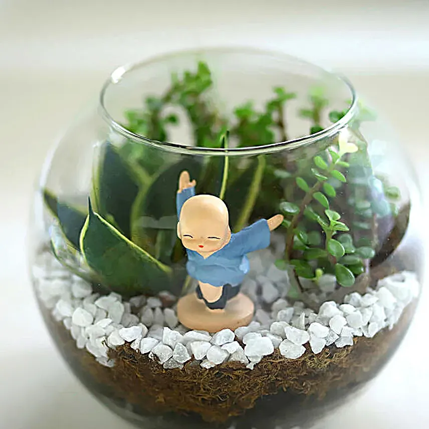 Jade N Milt Sansevieria Plant Set Vase Terrarium