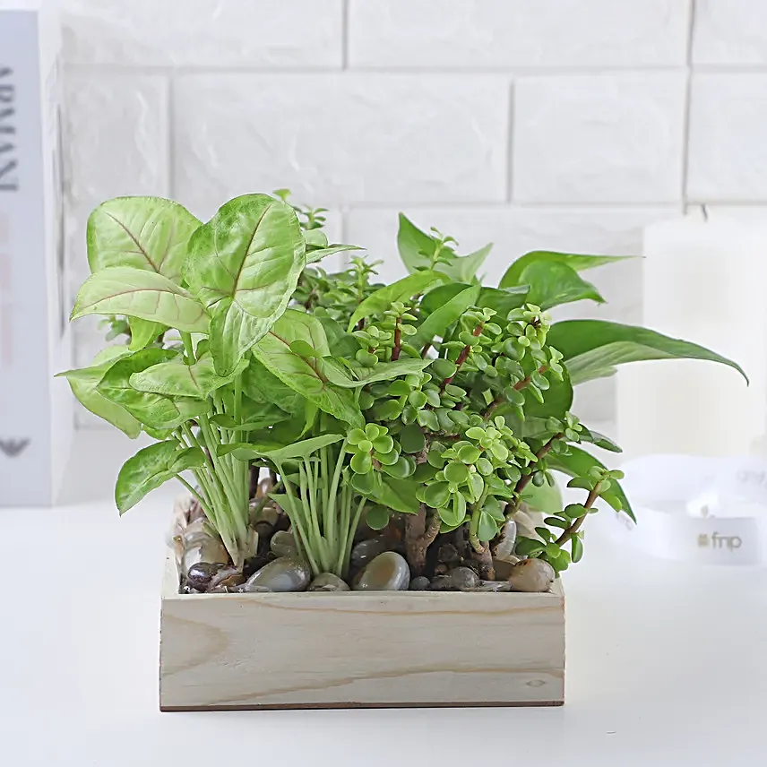 Jade N Money Plant Wooden Base Terrarium