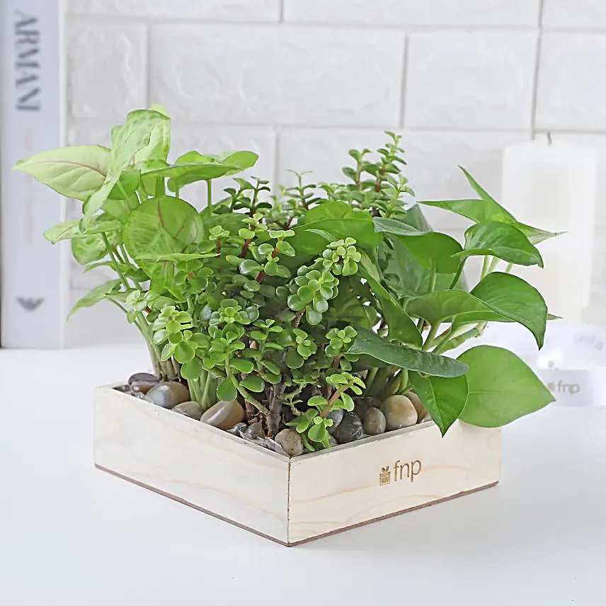 Jade N Money Plant Wooden Base Terrarium