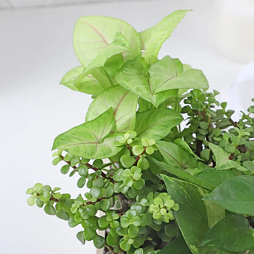 Jade N Money Plant Wooden Base Terrarium