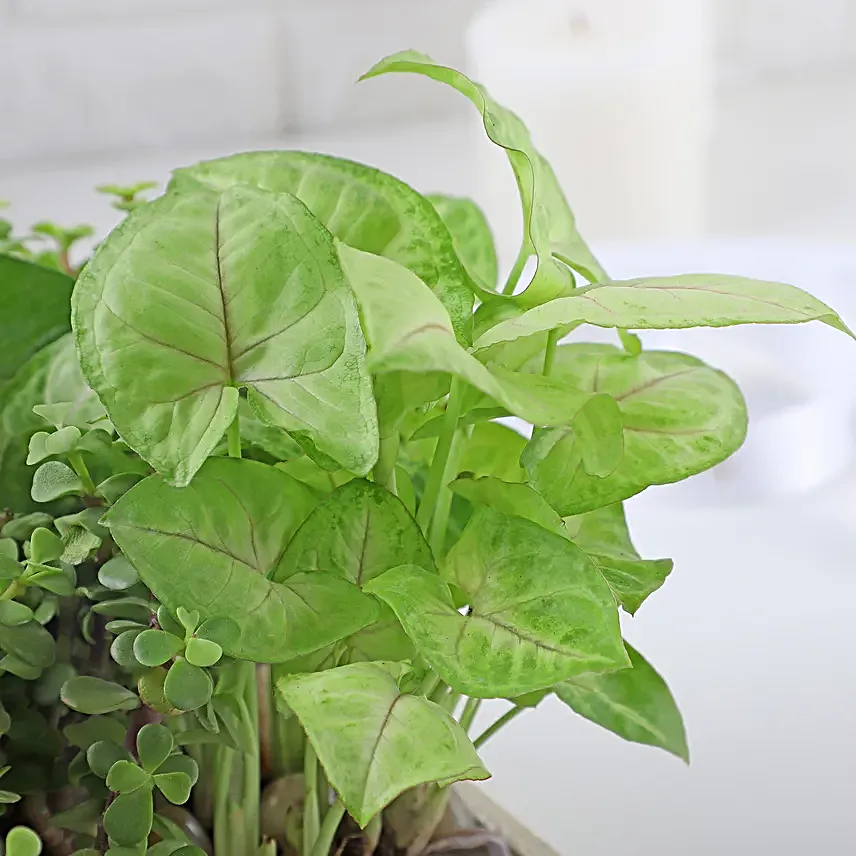 Jade N Money Plant Wooden Base Terrarium