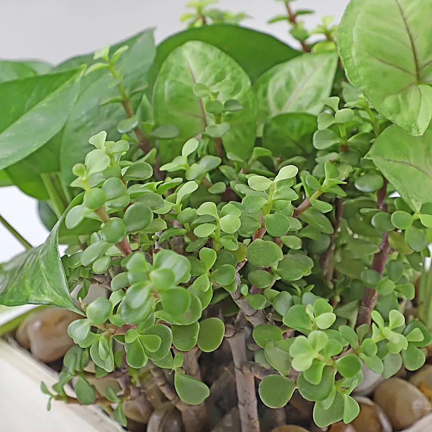 Jade N Money Plant Wooden Base Terrarium