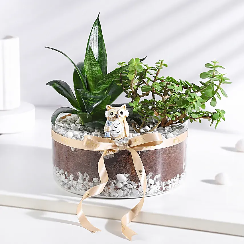 Jade N Sansevieria Serenity Set