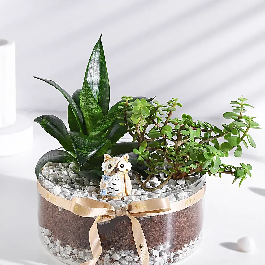 Jade N Sansevieria Serenity Set