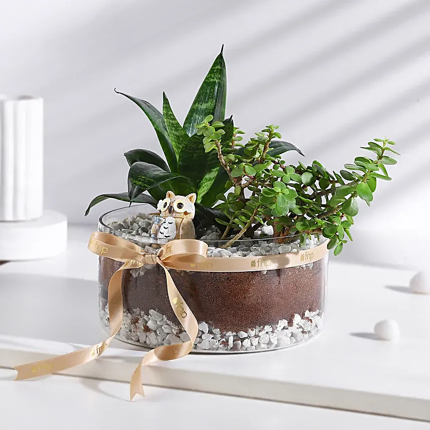 Jade N Sansevieria Serenity Set
