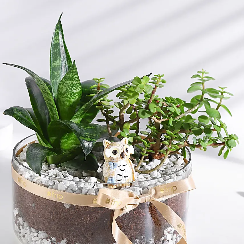 Jade N Sansevieria Serenity Set