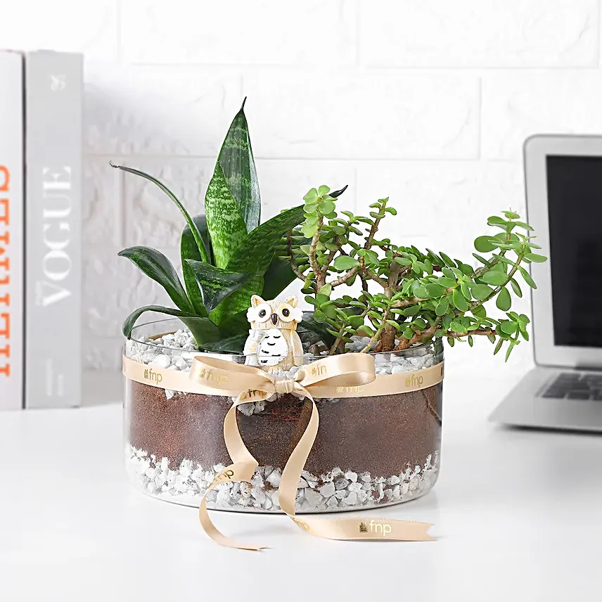Jade N Sansevieria Serenity Set