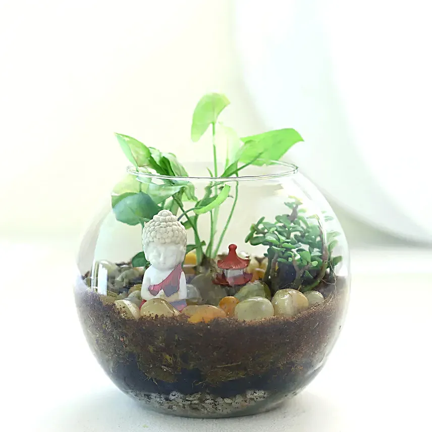 Jade N Syngonium Plant Potpouri Bowl Terrarium