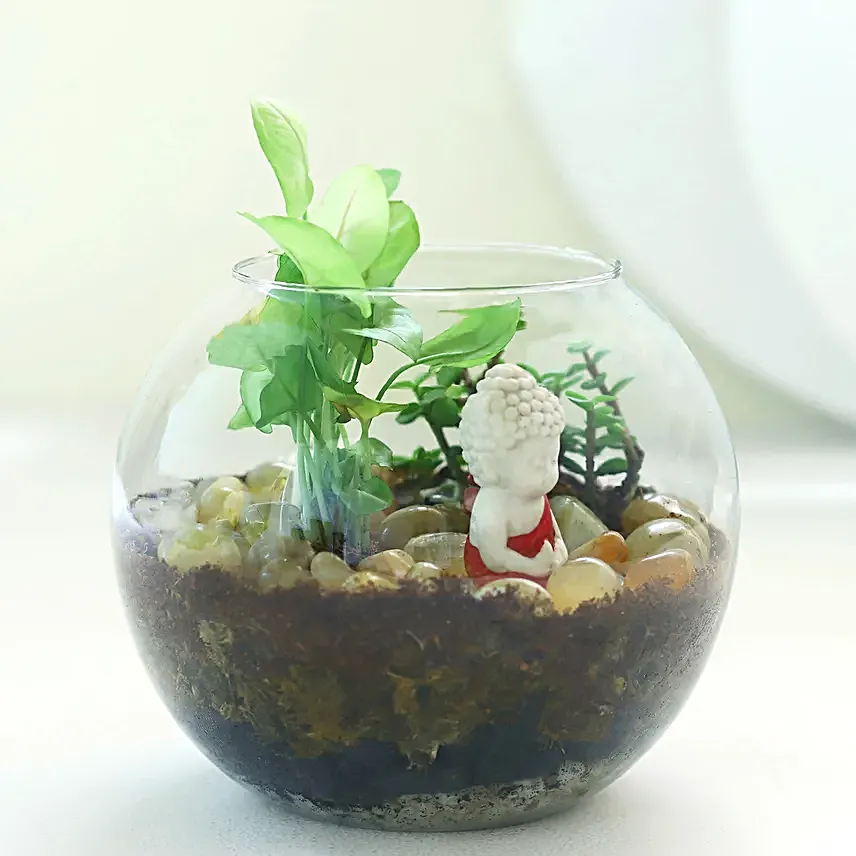 Jade N Syngonium Plant Potpouri Bowl Terrarium