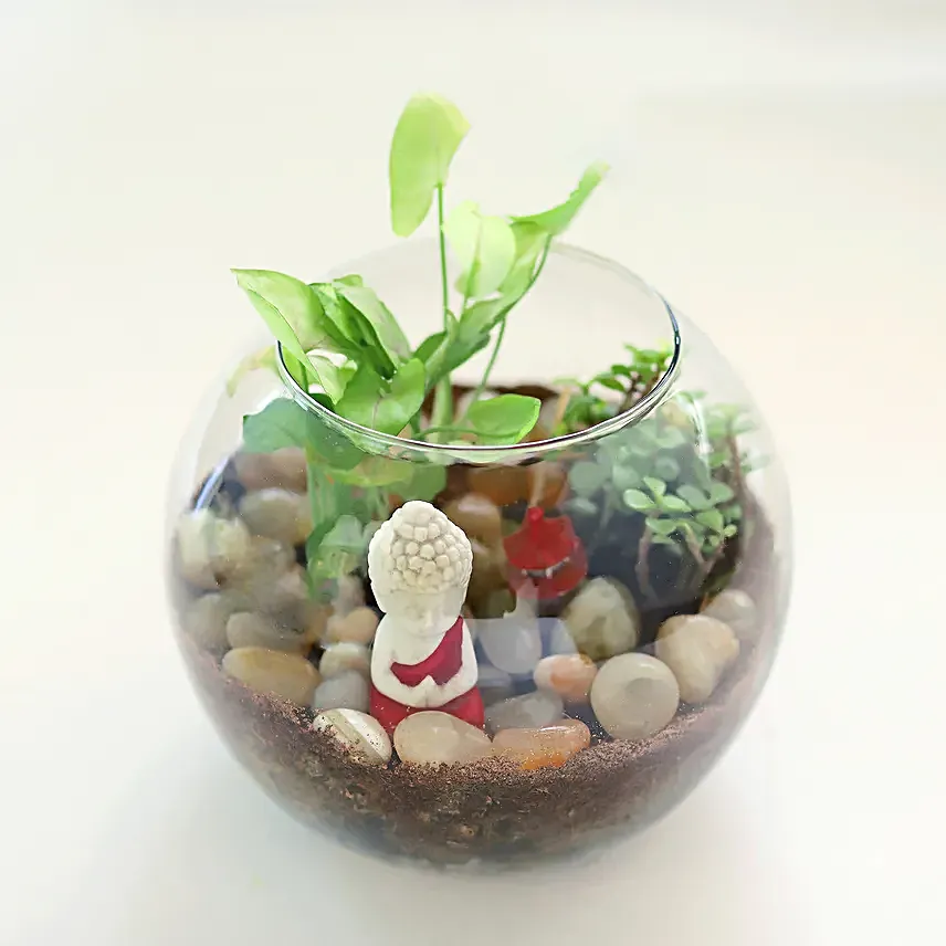 Jade N Syngonium Plant Potpouri Bowl Terrarium